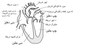 Rheumatic Heart Disease